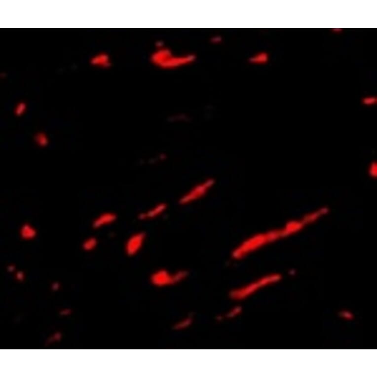 Immunofluorescence - Slc22A17 Antibody from Signalway Antibody (24704) - Antibodies.com