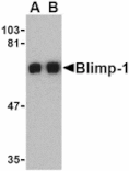 Western blot - Blimp-1 Antibody from Signalway Antibody (24474) - Antibodies.com