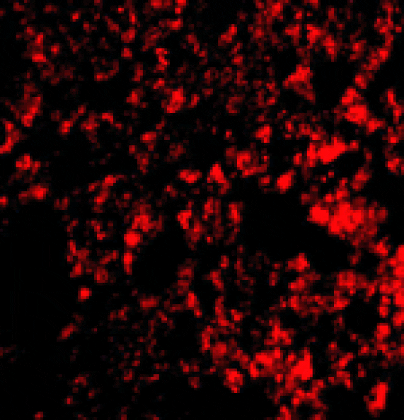 Immunofluorescence - Blimp-1 Antibody from Signalway Antibody (24474) - Antibodies.com