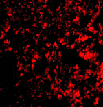 Immunofluorescence - Blimp-1 Antibody from Signalway Antibody (24474) - Antibodies.com
