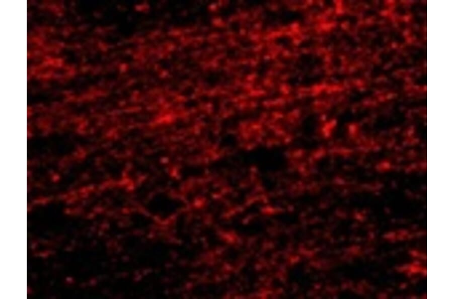 ImmunofuorescenceCLIP170 Antibody from Signalway Antibody (24708) - Antibodies.com