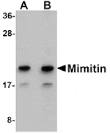 Western blot - Mimitin Antibody from Signalway Antibody (24987) - Antibodies.com