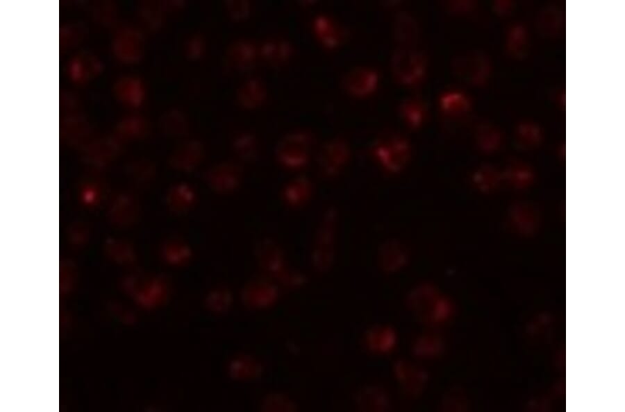 Immunofluorescence - Mimitin Antibody from Signalway Antibody (24987) - Antibodies.com
