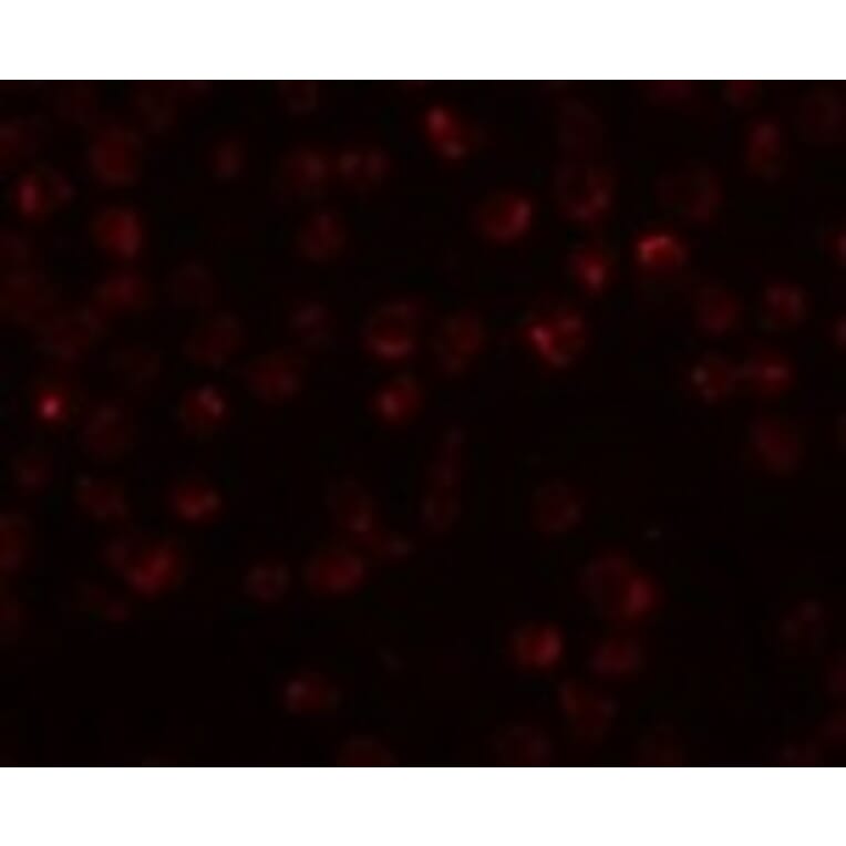 Immunofluorescence - Mimitin Antibody from Signalway Antibody (24987) - Antibodies.com