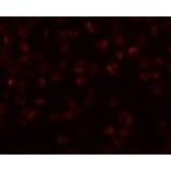 Immunofluorescence - Mimitin Antibody from Signalway Antibody (24987) - Antibodies.com