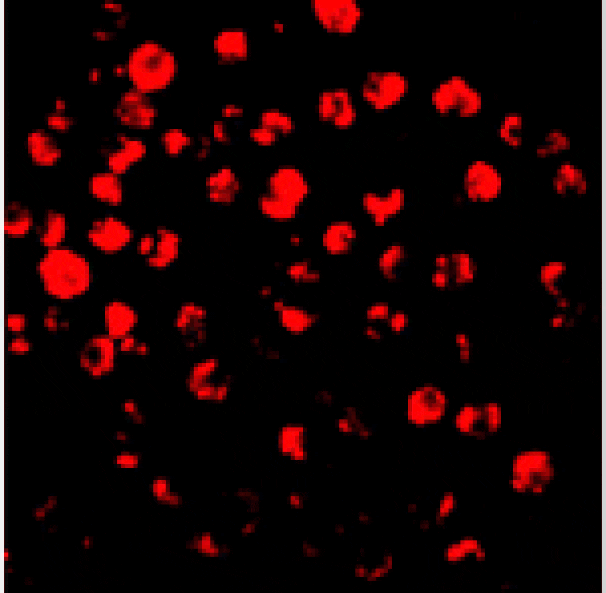 Immunofluorescence - IRAK-2 Antibody from Signalway Antibody (24084) - Antibodies.com