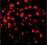 Immunofluorescence - IRAK-2 Antibody from Signalway Antibody (24084) - Antibodies.com
