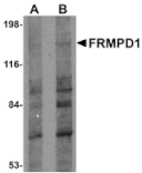 Western blot - FRMPD1 Antibody from Signalway Antibody (24991) - Antibodies.com