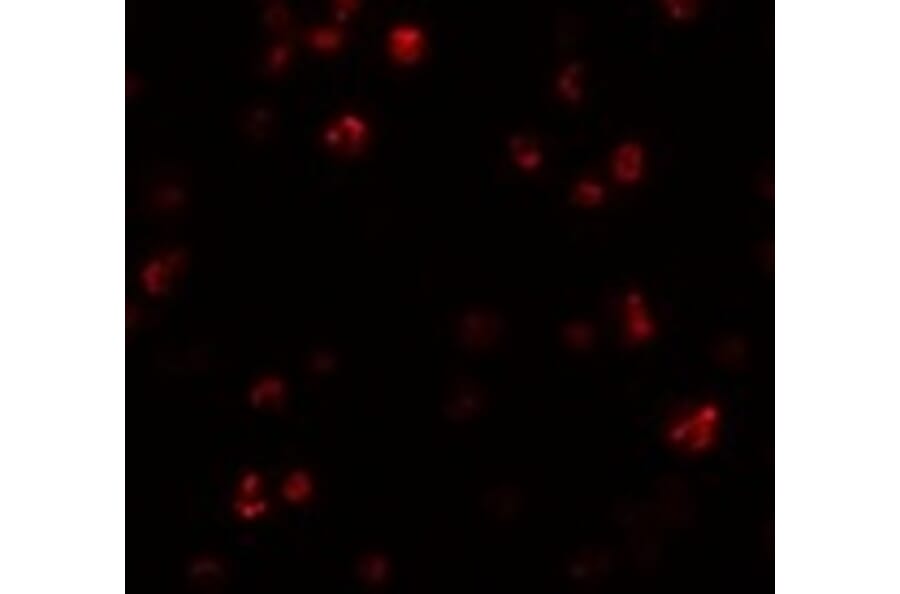 Immunofluorescence - FRMPD1 Antibody from Signalway Antibody (24991) - Antibodies.com