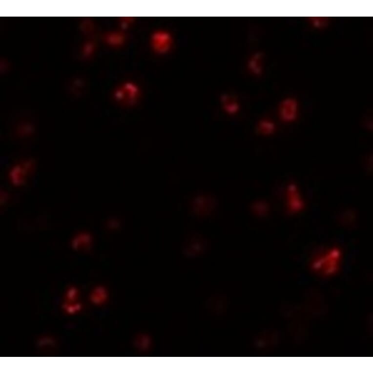 Immunofluorescence - FRMPD1 Antibody from Signalway Antibody (24991) - Antibodies.com