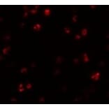 Immunofluorescence - FRMPD1 Antibody from Signalway Antibody (24991) - Antibodies.com