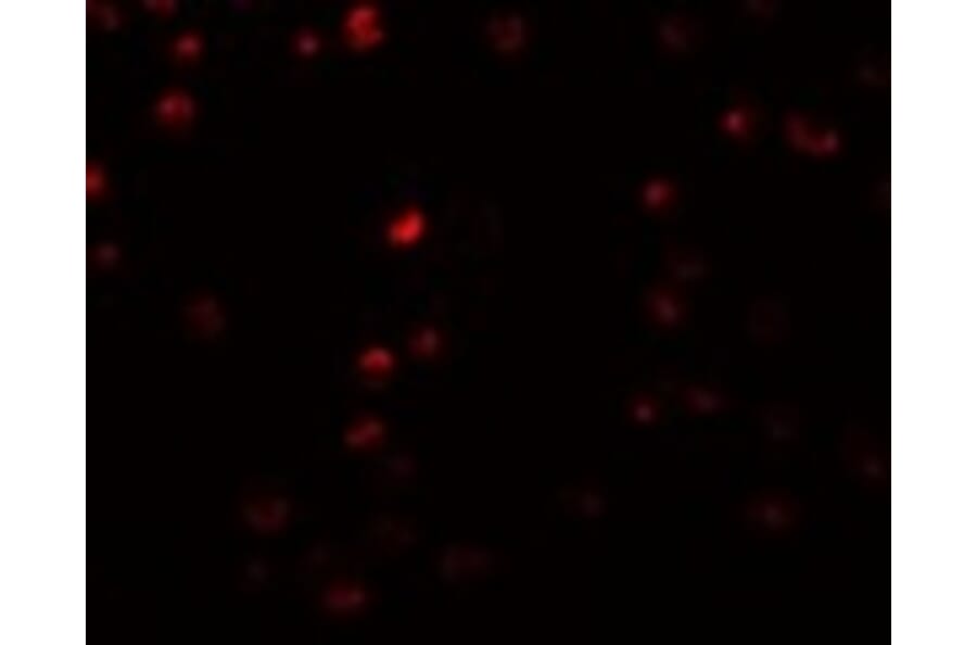 Immunofluorescence - OCIAD2 Antibody from Signalway Antibody (24996) - Antibodies.com