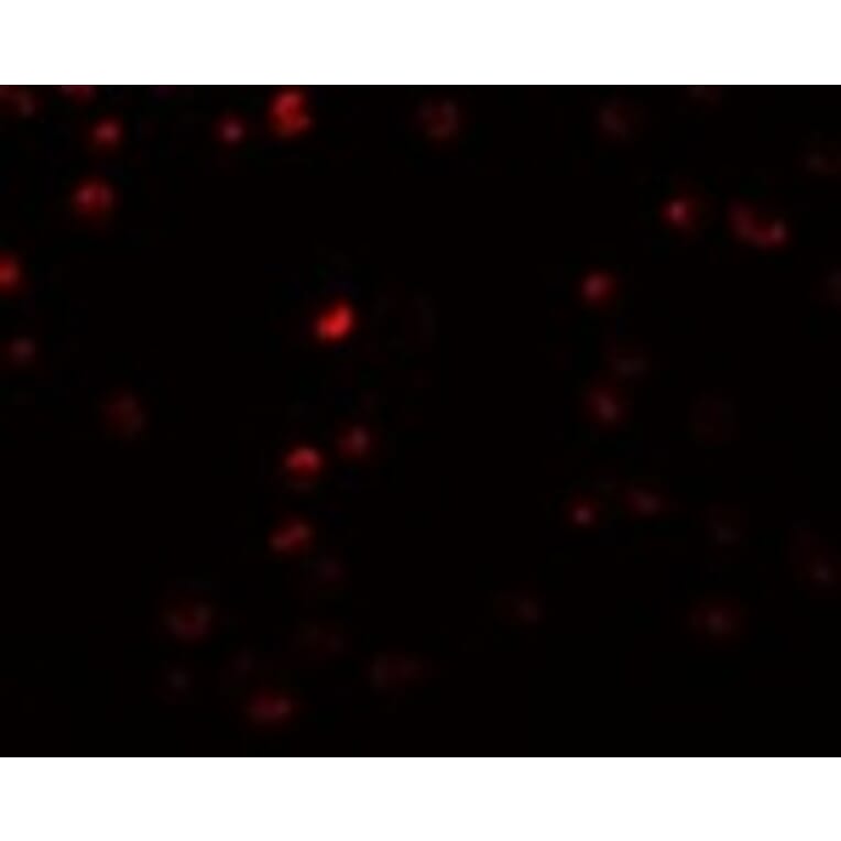 Immunofluorescence - OCIAD2 Antibody from Signalway Antibody (24996) - Antibodies.com
