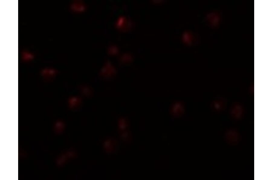 Immunofluorescence - OCIAD2 Antibody from Signalway Antibody (24997) - Antibodies.com