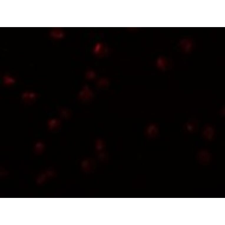 Immunofluorescence - OCIAD2 Antibody from Signalway Antibody (24997) - Antibodies.com