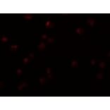 Immunofluorescence - OCIAD2 Antibody from Signalway Antibody (24997) - Antibodies.com
