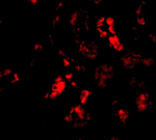 Immunofluorescence - BANF1 Antibody from Signalway Antibody (24484) - Antibodies.com