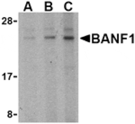 Western blot - BANF1 Antibody from Signalway Antibody (24485) - Antibodies.com