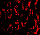 Immunofluorescence - BANF1 Antibody from Signalway Antibody (24485) - Antibodies.com