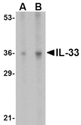 Western blot - IL-33 Antibody from Signalway Antibody (24550) - Antibodies.com
