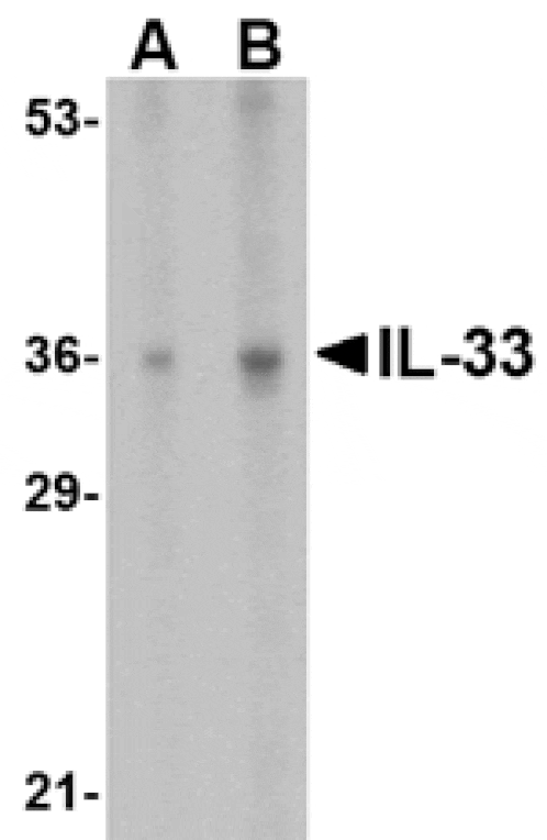 Western blot - IL-33 Antibody from Signalway Antibody (24550) - Antibodies.com