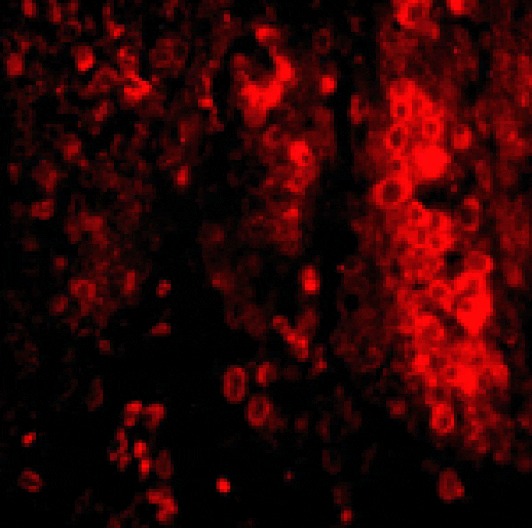 Immunofluorescence - IL-33 Antibody from Signalway Antibody (24550) - Antibodies.com