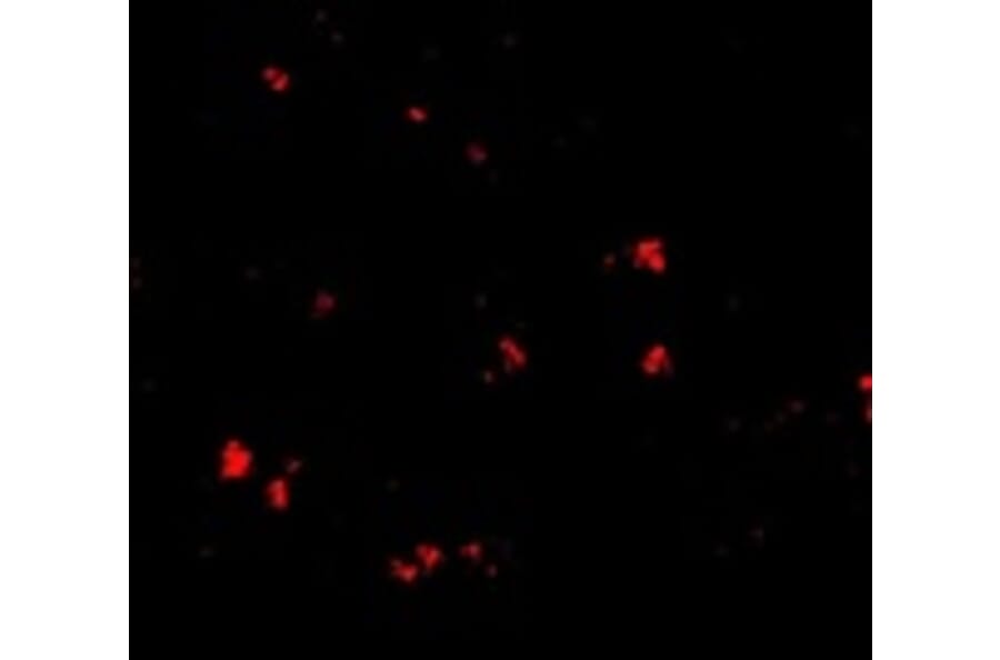 Immunofluorescence - LASS5 Antibody from Signalway Antibody (24718) - Antibodies.com