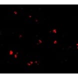 Immunofluorescence - LASS5 Antibody from Signalway Antibody (24718) - Antibodies.com