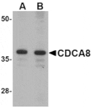 Western blot - CDCA8 Antibody from Signalway Antibody (24735) - Antibodies.com