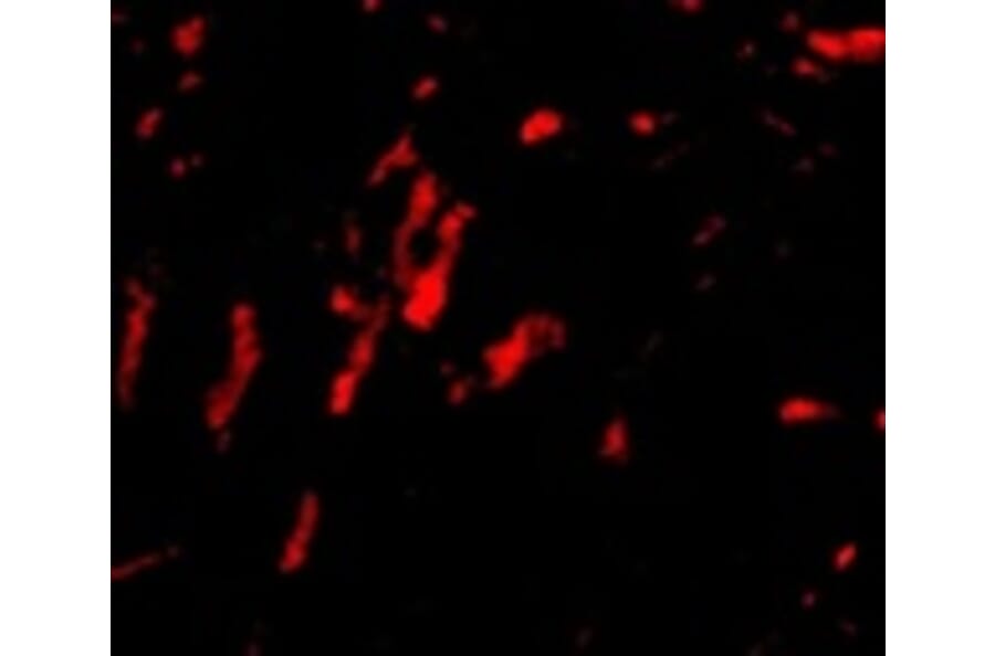 Immunofluorescence - CDCA8 Antibody from Signalway Antibody (24735) - Antibodies.com