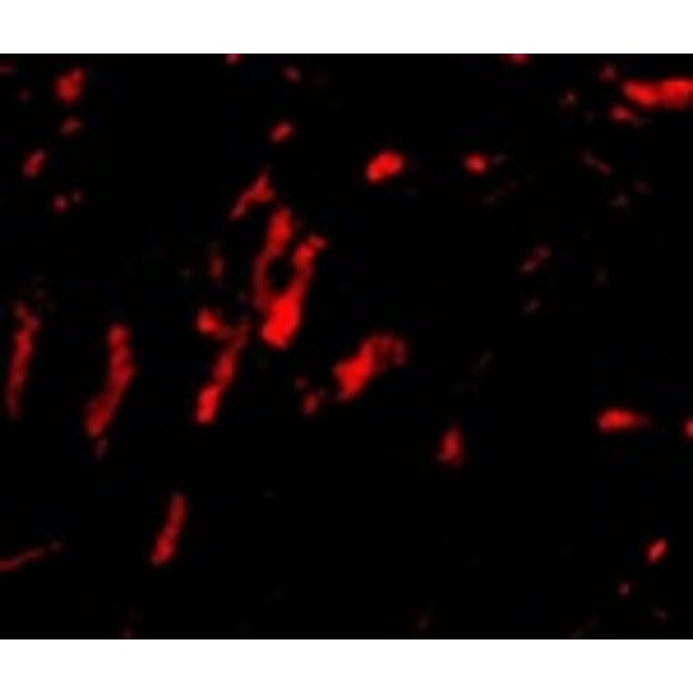 Immunofluorescence - CDCA8 Antibody from Signalway Antibody (24735) - Antibodies.com