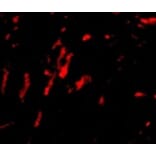 Immunofluorescence - CDCA8 Antibody from Signalway Antibody (24735) - Antibodies.com