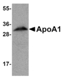 Western blot - ApoA1 Antibody from Signalway Antibody (24862) - Antibodies.com