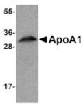 Western blot - ApoA1 Antibody from Signalway Antibody (24862) - Antibodies.com