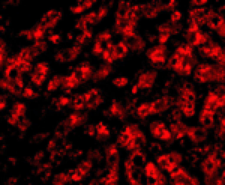 Immunofluorescence - ApoA1 Antibody from Signalway Antibody (24862) - Antibodies.com