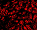 Immunofluorescence - ApoA1 Antibody from Signalway Antibody (24862) - Antibodies.com