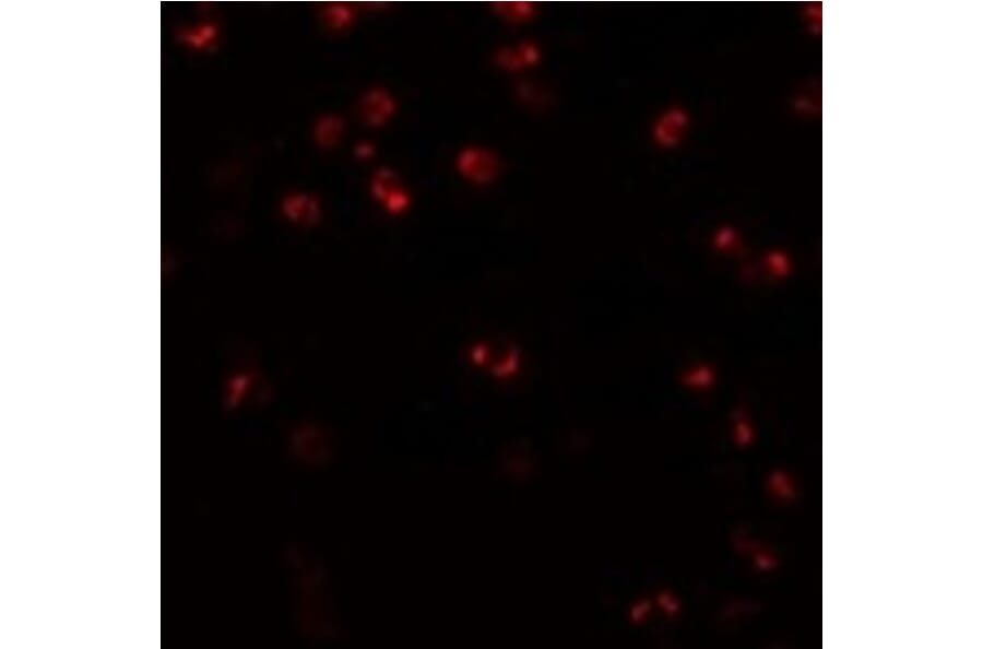 Immunofluorescence - NALP3 Antibody from Signalway Antibody (24988) - Antibodies.com