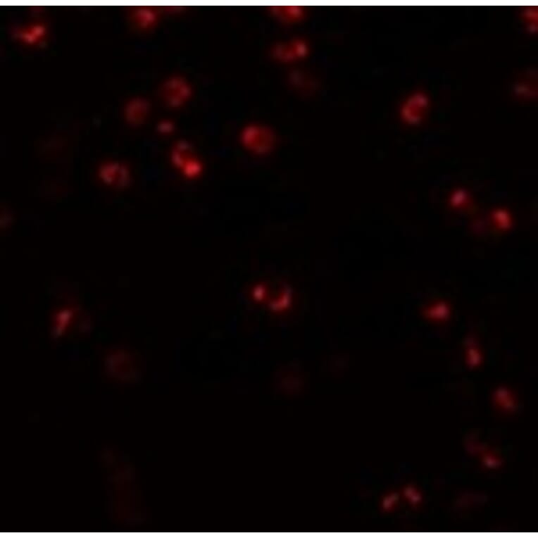 Immunofluorescence - NALP3 Antibody from Signalway Antibody (24988) - Antibodies.com