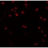 Immunofluorescence - NALP3 Antibody from Signalway Antibody (24988) - Antibodies.com
