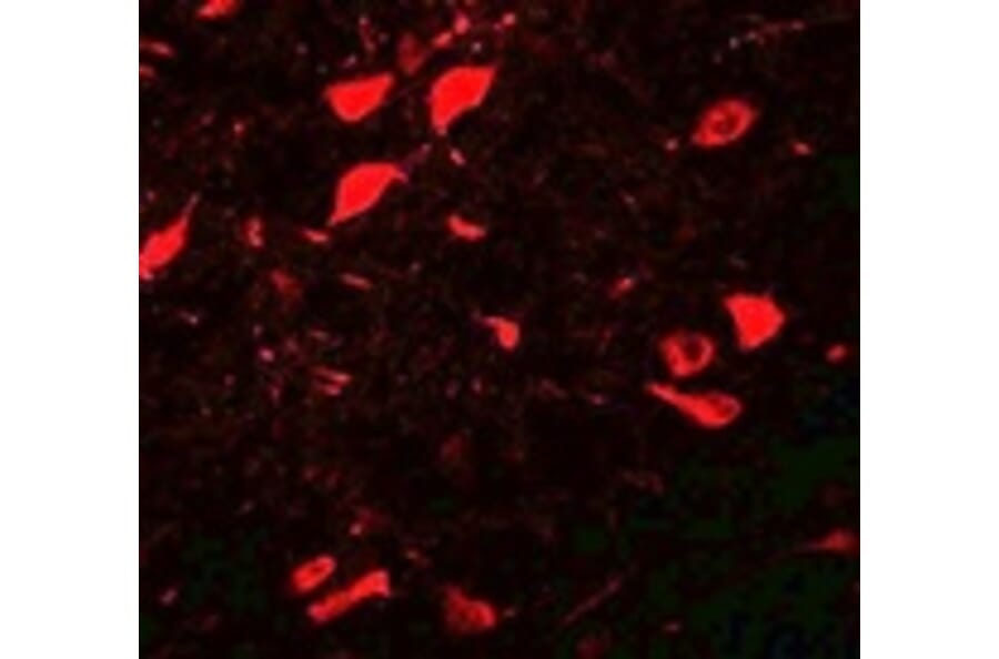 Immunofluorescence - DCLK3 Antibody from Signalway Antibody (25069) - Antibodies.com
