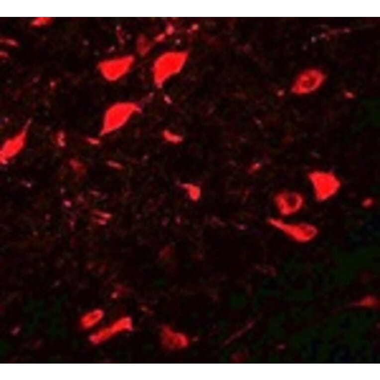 Immunofluorescence - DCLK3 Antibody from Signalway Antibody (25069) - Antibodies.com
