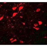 Immunofluorescence - DCLK3 Antibody from Signalway Antibody (25069) - Antibodies.com