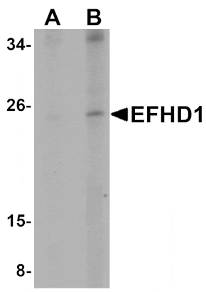 Western blot - EFHD1 Antibody from Signalway Antibody (25076) - Antibodies.com