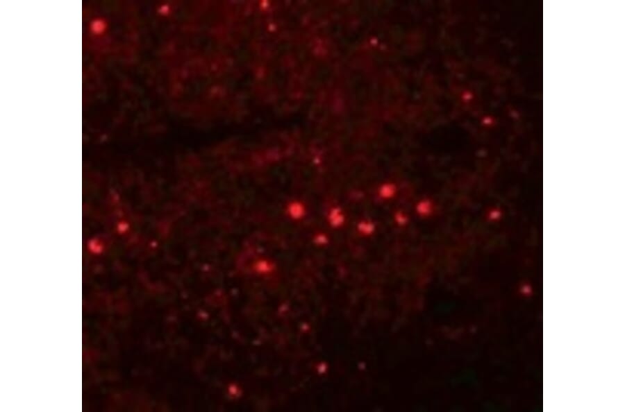 Immunofluorescence - EFHD1 Antibody from Signalway Antibody (25076) - Antibodies.com