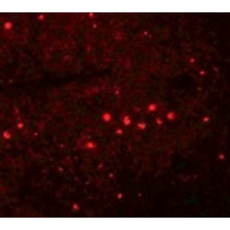 Immunofluorescence - EFHD1 Antibody from Signalway Antibody (25076) - Antibodies.com