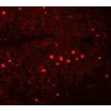 Immunofluorescence - EFHD1 Antibody from Signalway Antibody (25076) - Antibodies.com