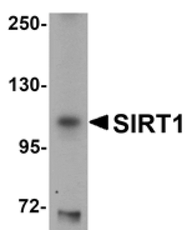 Western blot - SIRT1 Antibody from Signalway Antibody (25122) - Antibodies.com