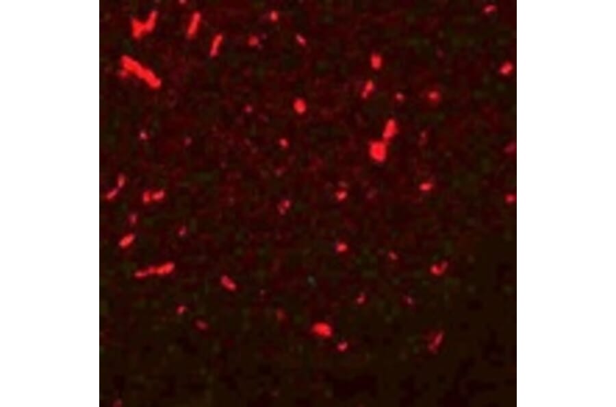 Immunofluorescence - SIRT1 Antibody from Signalway Antibody (25122) - Antibodies.com