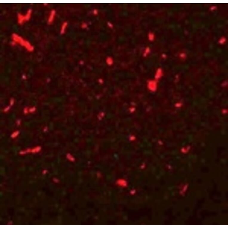 Immunofluorescence - SIRT1 Antibody from Signalway Antibody (25122) - Antibodies.com