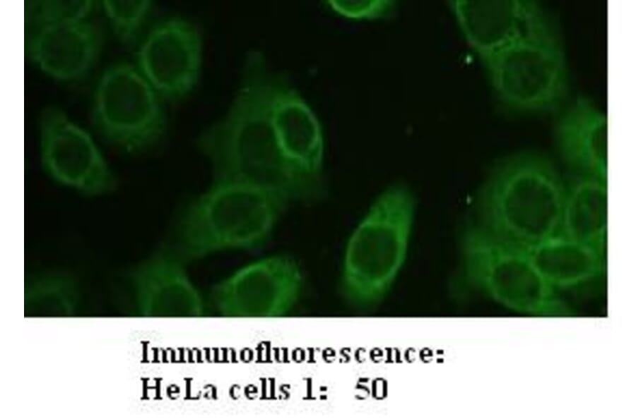 Zyxin Antibody from Signalway Antibody (39205) - Antibodies.com